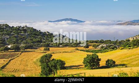 Belle calme pittoresque rural jaune vert paysage vallée, mer de la couche basse matin stratus nuages, Axarquia, Montes de Malaga, Espagne Banque D'Images