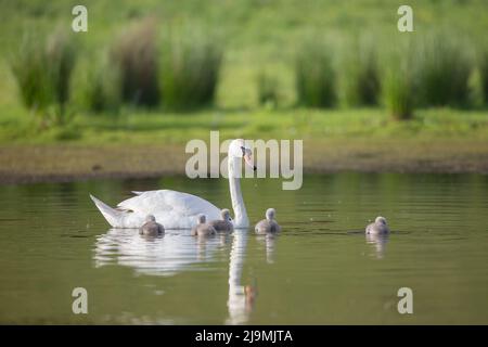 Cygnes muets sauvages du Royaume-Uni (Cygnus olor) nageant dans l'eau avec de très jeunes cygnes. Banque D'Images