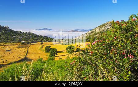 Belle campagne calme jaune vert paysage vallée, oliveraie, collines, mer de bas matin stratus nuages, champs agricoles, Axarquia, Montes de Ma Banque D'Images