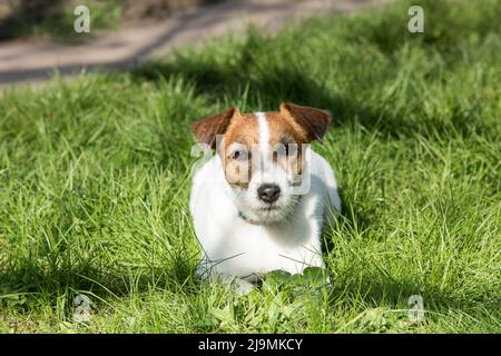 Le mignon Russell Terrier repose sur l'herbe verte au soleil couchant. Marchez le chien en été dans le parc. Banque D'Images