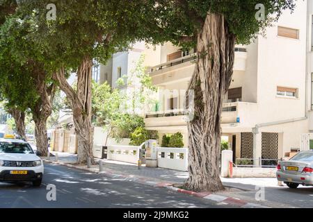 Tel-Aviv, israël-8 mai 2022. Grands ficus ou arbres banyan aux racines torsadées dans la rue tel-Aviv Banque D'Images