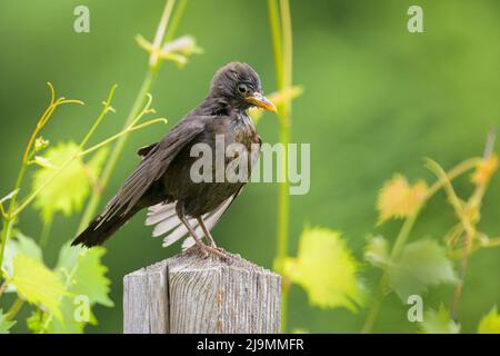 Une femelle commune blackbird assise sur un poteau dans le jardin, nettoyage après bain, jour ensoleillé au printemps, Vienne (Autriche) Banque D'Images