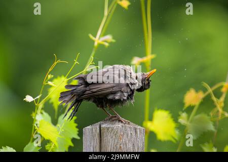 Une femelle commune blackbird assise sur un poteau dans le jardin, nettoyage après bain, jour ensoleillé au printemps, Vienne (Autriche) Banque D'Images