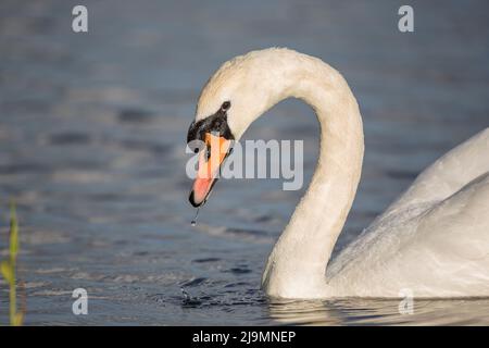 Proche, vue latérale d'un cygne sauvage et muet du Royaume-Uni (Cygnus olor) nageant isolé dans l'eau. Banque D'Images