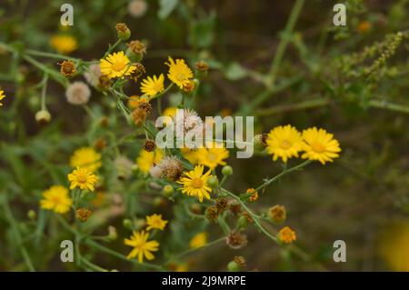 Fleur de camphorweed jaune sur fond NC Banque D'Images