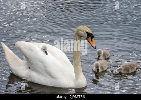 Gros plan d'un cygne muet adulte avec cygnets, un cheval sur son dos, dans le lac Banque D'Images