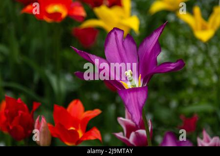 Une tulipe pourpre (tulipa) avec des pétales ouverts montrant les parties florales - l'étamine, la stigmatisation, le pistil et l'anthère. Banque D'Images