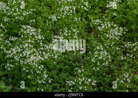 Amara cardamine. Une plante de tourbière qui grandit dans le Yorkshire, en Angleterre. Banque D'Images