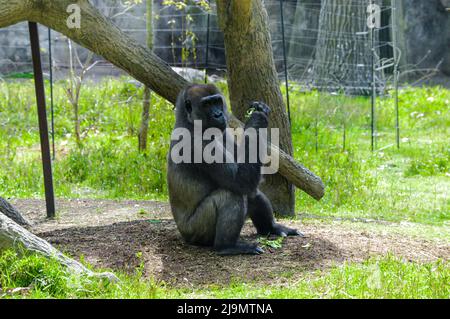 Chimpanzé assis au zoo sur le terrain en train de manger un en-cas le jour de la belle journée Banque D'Images