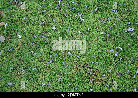 Jacaranda est tombée des fleurs sur fond d'herbe verte Banque D'Images