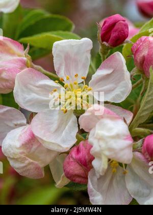 Blanc bordé de fleurs roses sur un arbre à pomme de crabe. Malus « Evereste » Banque D'Images