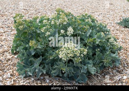 Crambe maritima, kale de mer, seakale, crambe, en fleurs croissant en galets sur la rive de la mer à Pagham, Sussex, Royaume-Uni, mai Banque D'Images