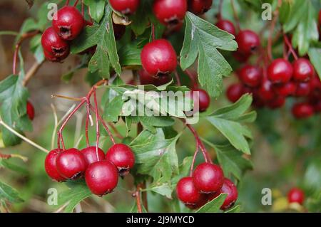 Gros plan de baies sur un arbre Hawthorn fruité Banque D'Images