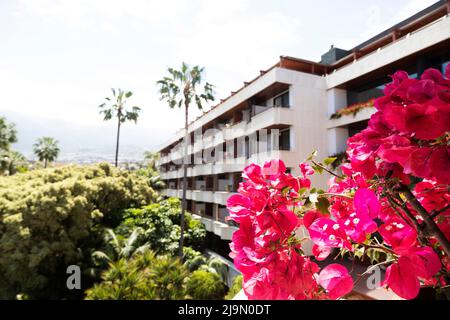 Fleurs à l'extérieur de l'hôtel Botanico à Puerto de la Cruz, Espagne. L'hôtel de luxe dispose d'un spa haut de gamme et d'un jardin bien entretenu. Banque D'Images