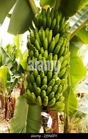 Bananes poussant à la Finca Ecológica la Calabacera à la Finca Ecológica la Calabacera à la Guía de Isora à Ténérife, Espagne. Banque D'Images