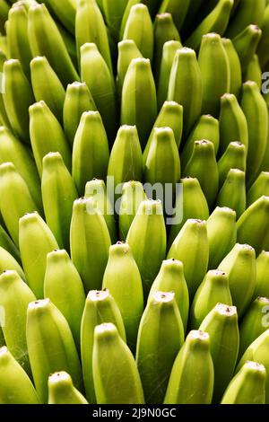 Bananes poussant à la Finca Ecológica la Calabacera à la Finca Ecológica la Calabacera à la Guía de Isora à Ténérife, Espagne. Banque D'Images