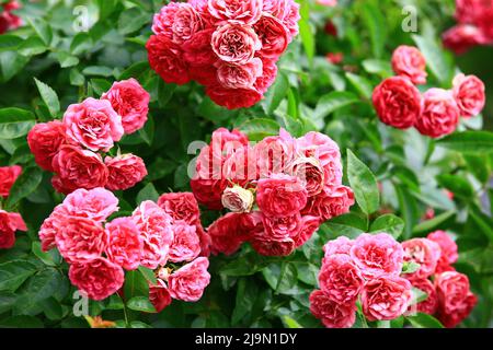 Fleurs romantiques frais coloré Roses, belles roses rouges en pleine fleur dans le jardin Banque D'Images