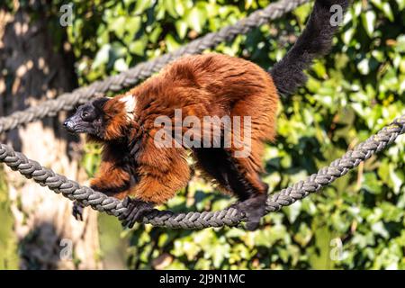 La gélinotte rouge, le Varecia rubra Lemur est l'une des deux espèces du genre Le Varecia, la gélinotte lémuriens Banque D'Images