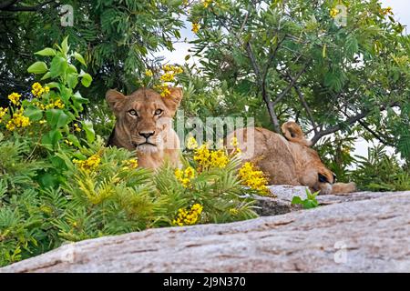 Deux lionnes africaines (Panthera leo) se reposant à l'ombre sur la roche dans le parc national Kruger, province de Mpumalanga, Afrique du Sud Banque D'Images