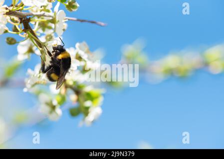 Bourdon nourrissant le nectar et pollinisant les fleurs de prune de cerisier ou de prune de Myrobalan. Arbre fruitier en fleurs au printemps. Banque D'Images