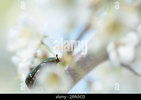 Un chaserteur de cuivre (Protaetia cuprea) pollinisant les fleurs de prune de cerisier ou de prune de Myrobalan. Arbre fruitier en fleurs au printemps. Banque D'Images