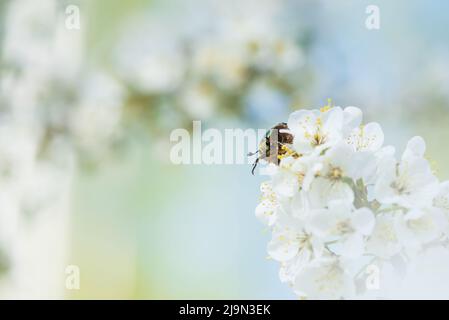 Un chaserteur de cuivre (Protaetia cuprea) pollinisant les fleurs de prune de cerisier ou de prune de Myrobalan. Arbre fruitier en fleurs au printemps. Banque D'Images