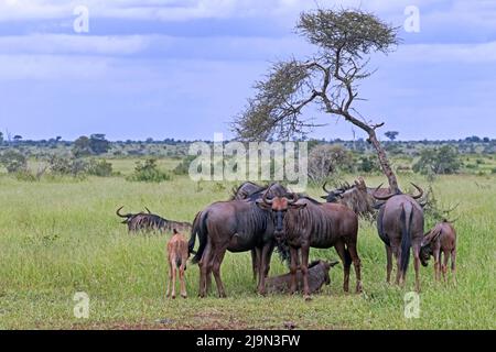 Troupeau le plus sauvage bleu / le plus sauvage commun (Connochaetes taurinus) sur la savane dans le parc national Kruger, Mpumalanga, Afrique du Sud Banque D'Images