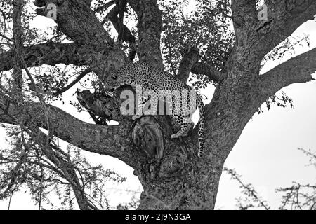 Photo en noir et blanc du léopard africain (Panthera pardus pardus) dans le parc national Kruger, Mpumalanga, Afrique du Sud Banque D'Images