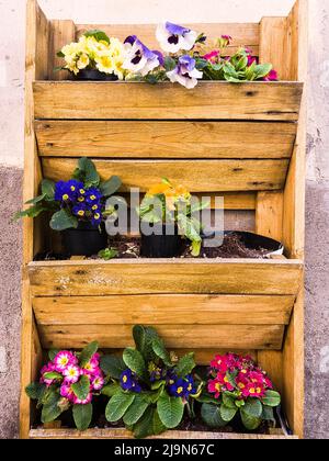 Décoration murale fleurs. Charmantes rues étroites fleuries de villages italiens typiques. Civita di Bagnoregio. Italie Banque D'Images