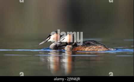 Paire de grands grebe à crête nageant côte à côte dans l'eau calme Banque D'Images