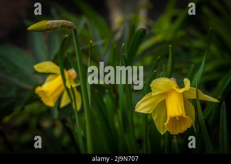 Narcisse fleurit avec fleur de couleur au printemps matin ensoleillé dans les montagnes de Krkonose Banque D'Images