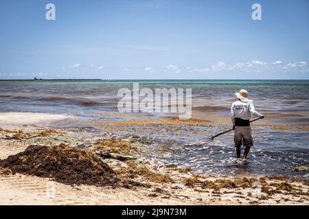 Très dégoûtant algues rouges Sargazo plage Playa del Carmen Mexique Banque D'Images