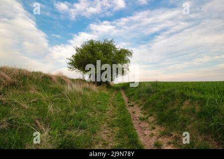 Un buisson vert solitaire entre deux champs. République tchèque. Banque D'Images