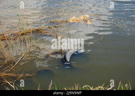 Eau boueuse sale dans la rivière, polluée par les déchets et les pneus flottant Banque D'Images
