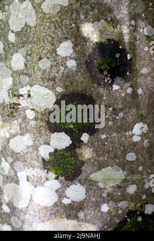 Fagus orientalis, tronc de hêtre oriental en gros plan Banque D'Images