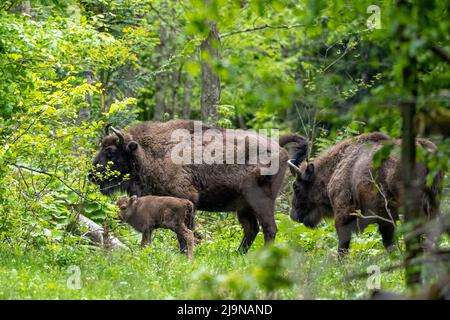 Bison européenne (Bison bonasus).Les montagnes de Bieszczady, Carpates, Pologne. Banque D'Images