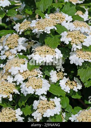 Boule de neige commune à fleurs, Viburnum opulus, au printemps Banque D'Images