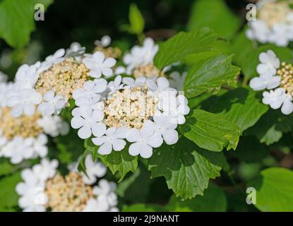 Boule de neige commune à fleurs, Viburnum opulus, au printemps Banque D'Images