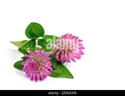 Trèfle rouge, Trifolium pratense, isolé sur fond blanc Banque D'Images