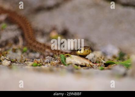 Serpent aesculapien - Zamenis longissimus juvénile serpent non venimeux dans la vallée de Thaya Banque D'Images