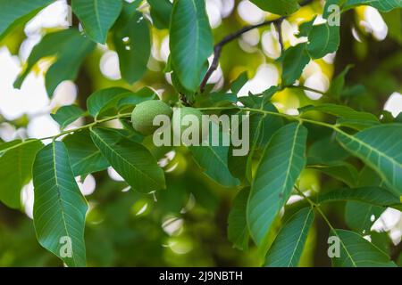 Deux noix dans un pelage vert sur un arbre. Banque D'Images