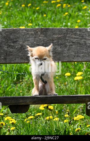 Un chien Chihuahua est assis avec une laisse sur un banc de parc devant un pré vert Banque D'Images