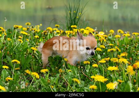 Un chien Chihuahua dans un pré vert avec des fleurs de pissenlit jaune et devant un lac Banque D'Images