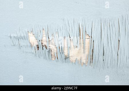 Gros plan de peinture au flamboy sur une surface peinte en bois, Royaume-Uni Banque D'Images