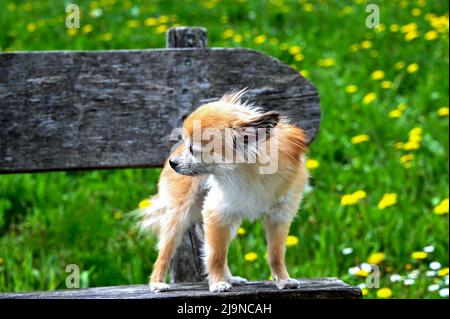 Un chien Chihuahua est debout sur un banc de parc devant un pré vert Banque D'Images