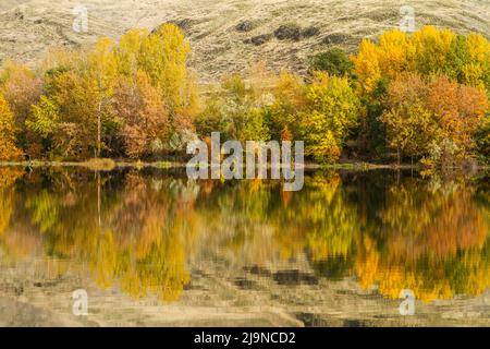 Des arbres de couleur automnale reflétant de magnifiques couleurs dans les eaux calmes du parc Chief Timothy, sur la rivière Snake, à Clarkston, dans l'est de l'État de Washington, aux États-Unis. Banque D'Images