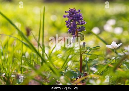 Fleur pourpre sauvage de printemps dans l'herbe verte. Arrière-plan jr beau bokeh de l'ancien objectif. Banque D'Images