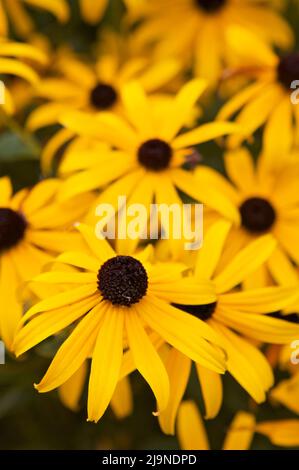 Un groupe de Susans aux yeux noirs (Rudbeckia) jaune vif, également connu sous le nom de coneflowers, une fleur sauvage nord-américaine commune qui attire les pollinisateurs. Banque D'Images