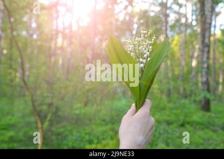 Convallaria majalis. Bouquet de lys de la vallée dans la forêt printanière à la main. Coucher de soleil. Banque D'Images