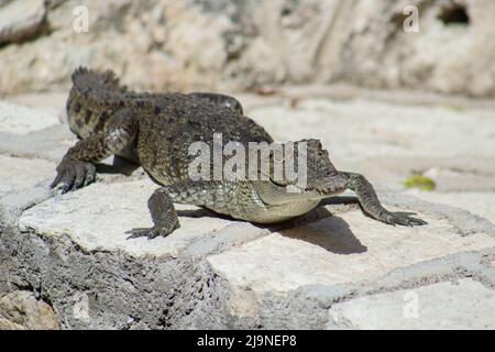 Un Crocodile de Morelet ensoleillé Banque D'Images